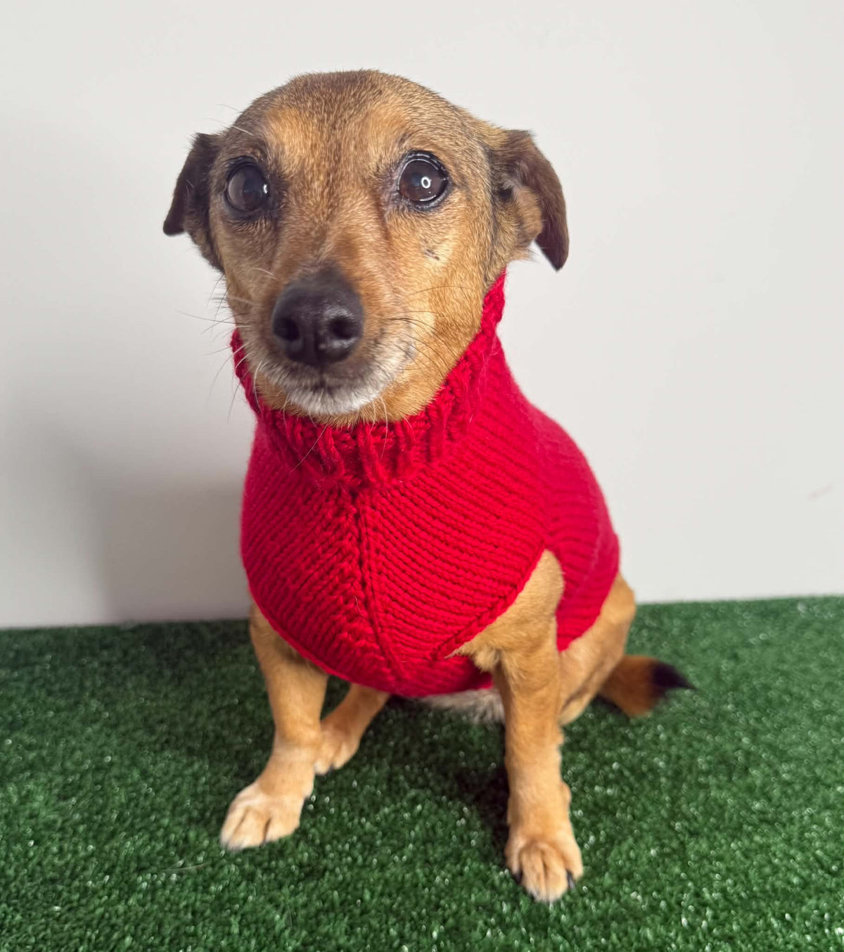 Handmade in Australia, Knitted woollen jumpers for dog, puppy, dachshunds, pet